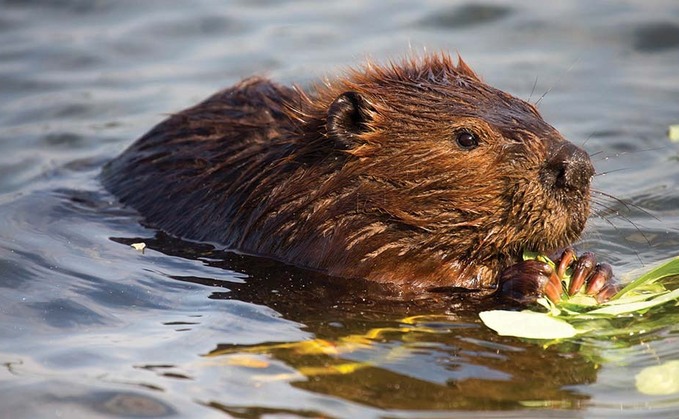 NFU voices 'concern' about beavers' potential impact on agricultural land