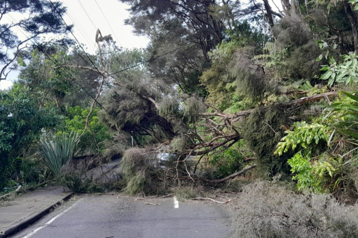 Trees around power lines need stricter rules - lobby group