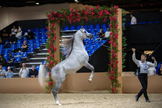Judges announced for 23rd Dubai International Arabian Horse Championship