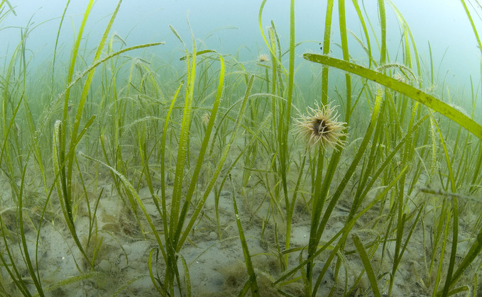 A seagrass meadow near Helford, Cornwall | Credit: Paul Naylor