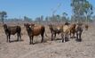 Reproduction losses from trichomoniasis are most often seen in younger female cattle which are naïve to the disease. Credit: Geoffry Fordyce.