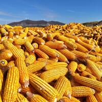 Global food prices rise in February: FAO