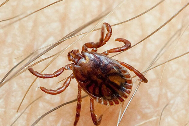 Pakistan reports three deaths from Congo virus