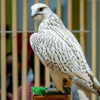 Environment Agency - Abu Dhabi extends 2025-2026 falconry season