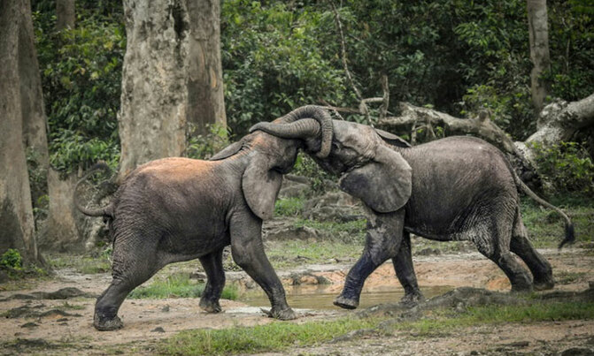 Southern Africa threatens to quit wildlife trade monitor Southern Africa threatens to quit wildlife trade monitor