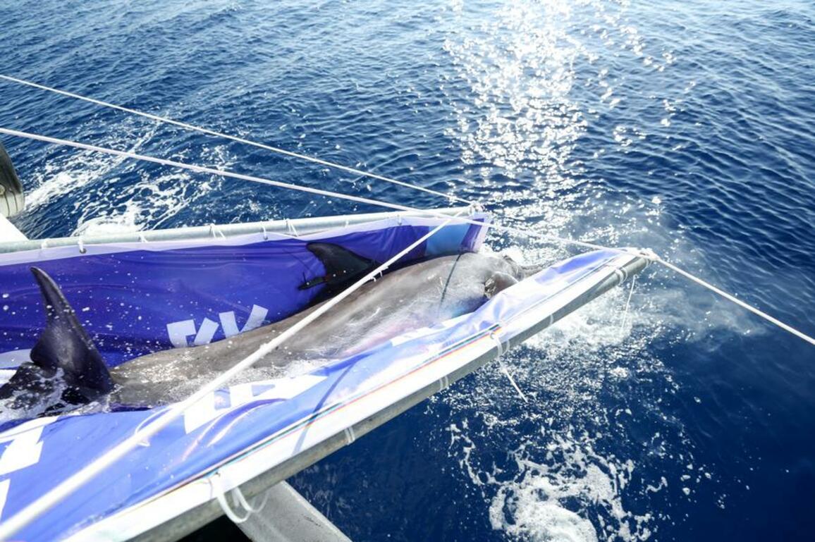 GLOBALink | Rescued dolphin successfully released into sea off Sanya