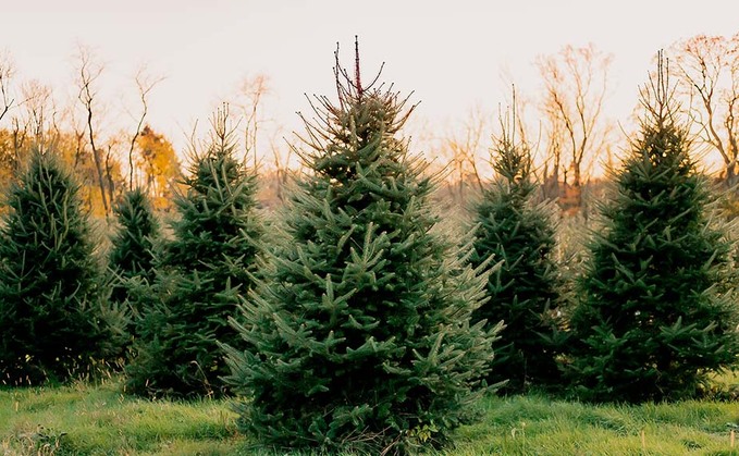 5 farms to pick your perfect Christmas tree