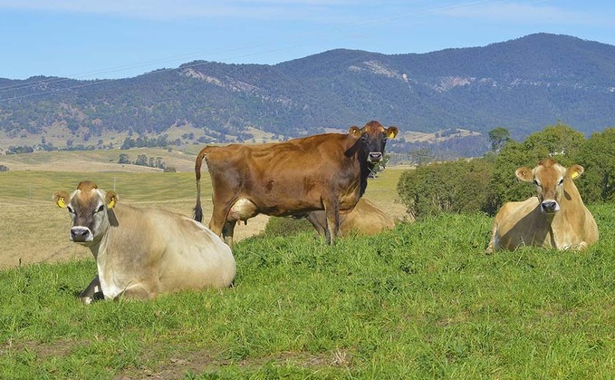 Australia's dairy farmers return to profit