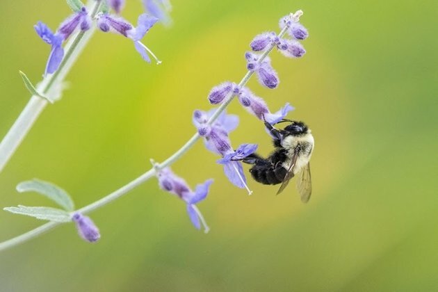 &#039;Bee-washing&#039; hurts bees and misleads consumers