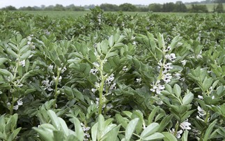 Can Scottish arable farmers find a break in winter beans?