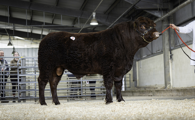 Sales round up: Salers at Exeter, dairy sales, YFC overwintering