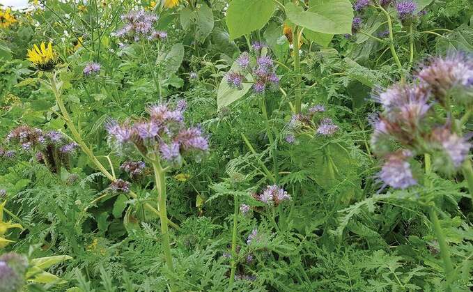 How to choose a cover crop mix to fit your farming system