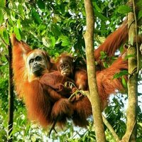 What the hidden rhythms of orangutan calls can tell us about language - new research