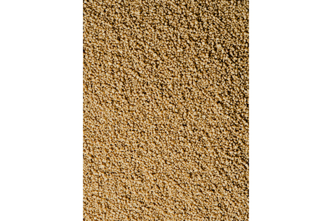 India's millet standards applauded at 88th Codex Executive Committee Meet in Rome