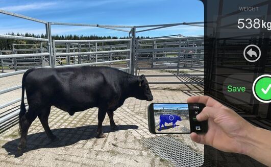 The Scanabull WeighApp can produce a liveweight estimate of an animal in seconds, using a 3D scan. 