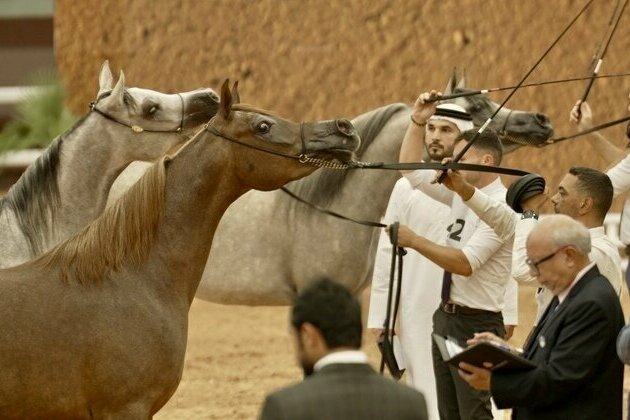 171 horses to compete Friday in EAHGC in Morocco