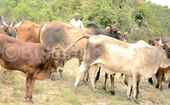 Ente okuva e Luweero, Nakaseke ne Nakasongola zissiddwaako kalantiini. Ente okuva e Luweero, Nakaseke ne Nakasongola zissiddwaako kalantiini.