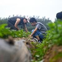 Youths with autism harvest corn, hope on north China farm