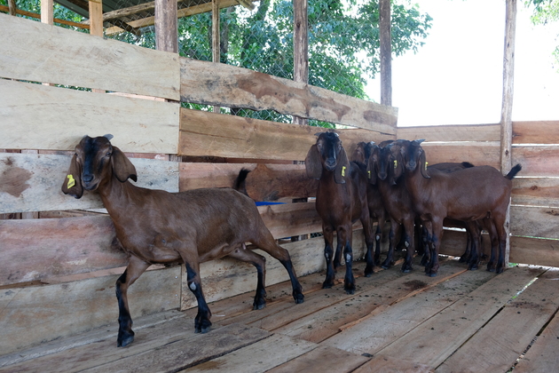 UGANDA-ENTEBBE-CHINESE HYBRID GOATS-ARRIVAL