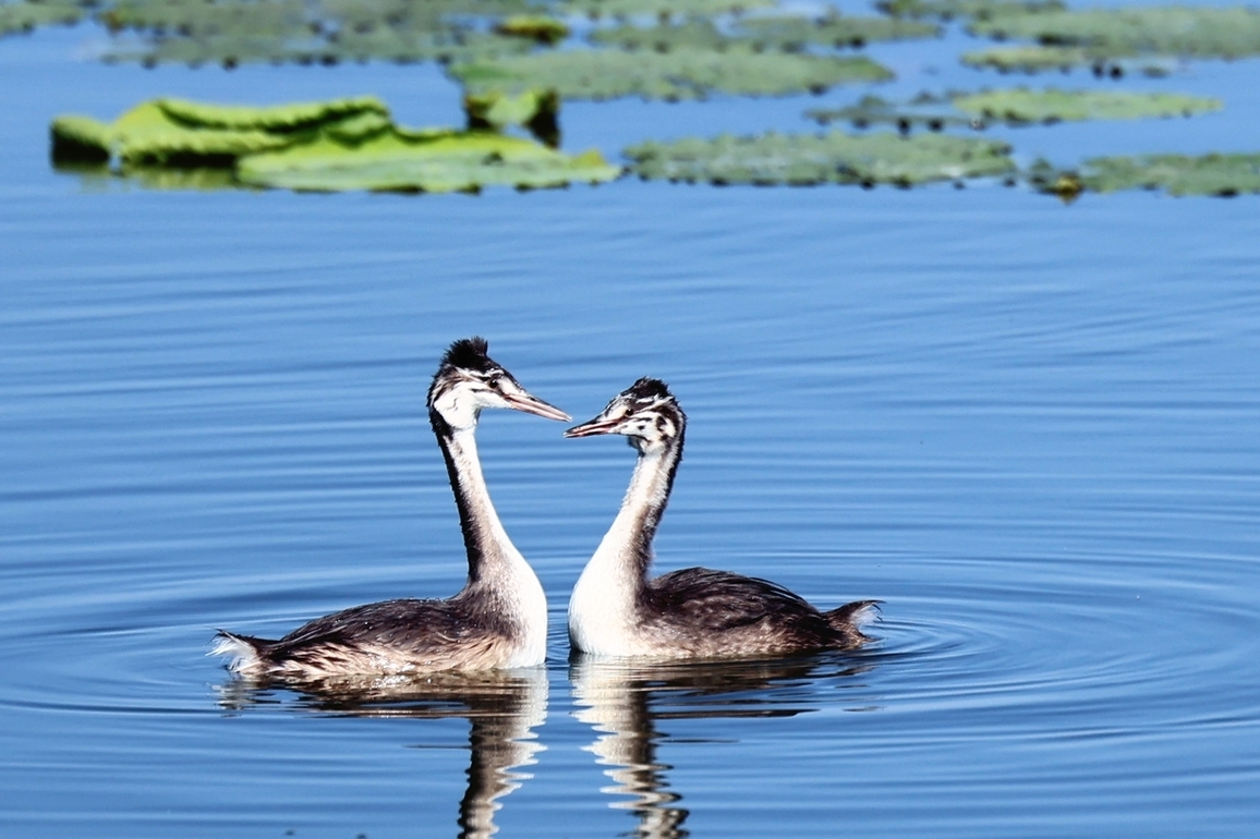 (EcoChina) CHINA-HEBEI-HENGSHUI-LAKE BIRDS (CN)