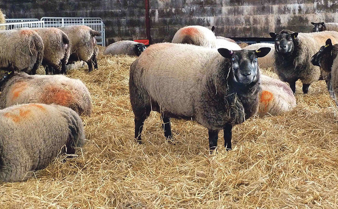 Sheep special: Invest in preventative flock health