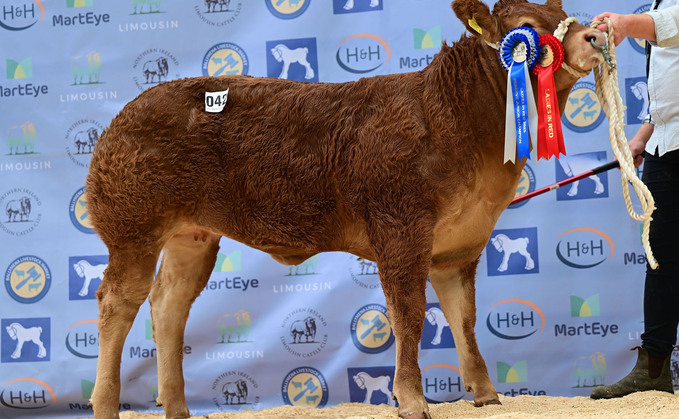 Nugent Allspice from Charlie Beverland, Nugent Estate, Portaferry, which sold for 25,000gns. Nugent Allspice from Charlie Beverland, Nugent Estate, Portaferry, which sold for 25,000gns.