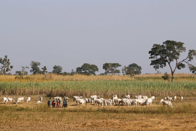 Reprisals Feared in Nigeria after Bombing of 40 Pastoralists