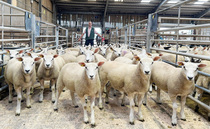 Auction mart sales round-up: Averages up at Skipton store lamb opener; Texels to £7,000 online; New record for Dorsets at Worcester; Cast cow trade up on the year