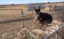  The search for Australia’s top working dog is on. Picture courtesy Woonwooring Kelpie Stud, Cunderdin, WA.