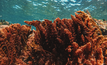 Asparagopsis seaweed occurs naturally along Western Australia's coastline.