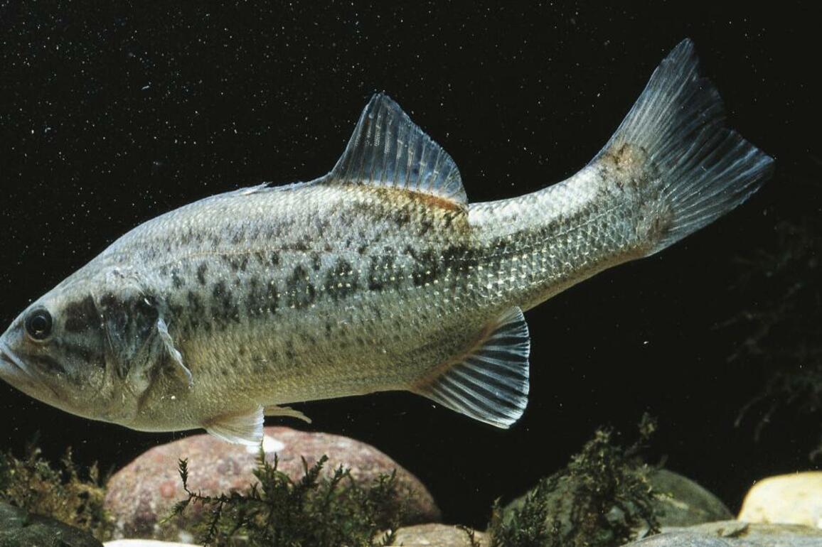 California freshwater fish found to be teeming with parasites. How to keep from getting sick