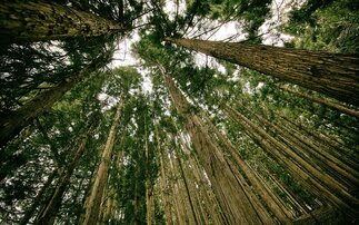 UK must grow more of its own wood to meet climate goals - new research