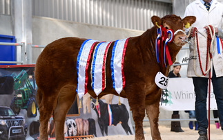 Bernish Valentine wins Northern Ireland Limousin Young Breeders' Club's Rising Stars Calf Show