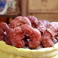 IRAQ-BAGHDAD-REISHI MUSHROOM