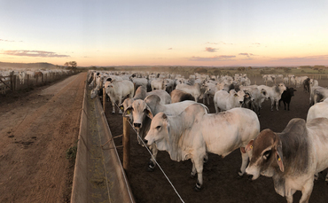 Government warned to act fast on Brazilian beef after EU import ban