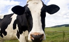 Cow's milk could help fight diabetes type 2