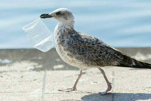 Discarded plastic causes Alzheimers-like damage in seabirds  study