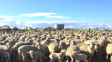 A group of animal activist organisations has launched a campaign expanding on the Keep the Sheep slogan. 