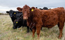 Yorkshire and Lincolnshire farms now in bluetongue restricted zone