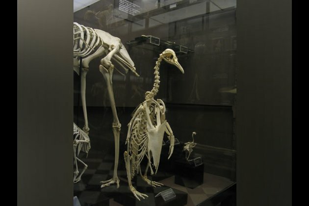 Researchers discover fossil of monster penguin in New Zealand