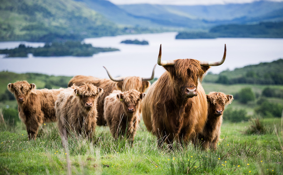 Highland cattle shine in the Royal Highland showring and on the hills