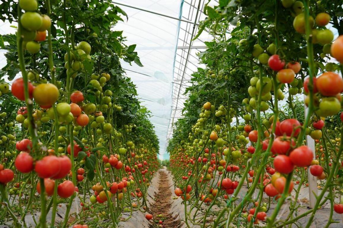 At starting point of China's Long March, high-tech farms strive to grow sweetest tomatoes