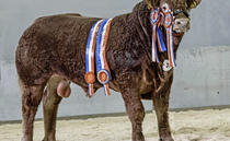 Limousin bull shines at Stars of the Future calf show