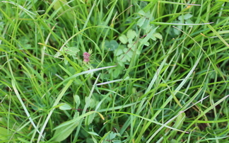 Herbal ley course launched to guide farmers with varieties, establishment and maintenance