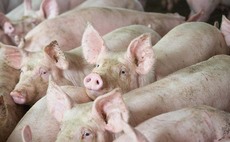Pig prices see first drop in six months