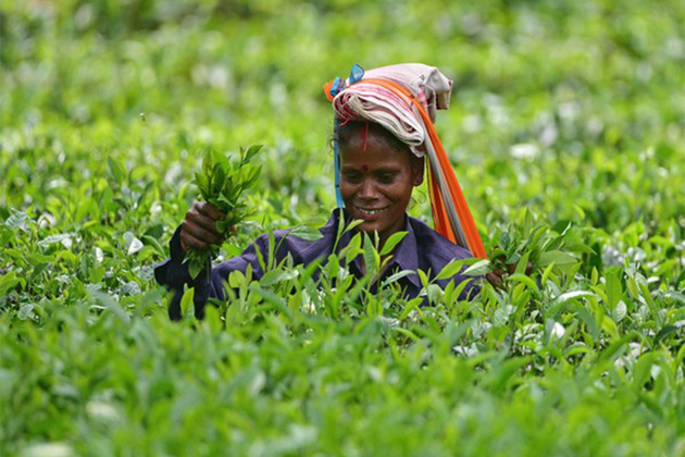 Beverages made from Camellia sinensis...: FSSAI clarifies on use of term 'Tea' on packaging and labelling