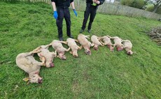 Nine pedigree Charollais sheep euthanised after dog attack on Scottish farm