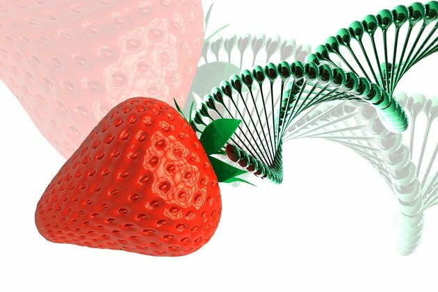 Ethicists: We need more flexible tools for evaluating gene-edited food
