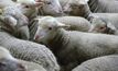 Diet may affect sex of lambs