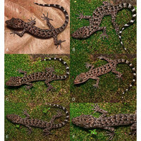 New Gecko species Cyrtodactylus Jayadityai discovered in Northeast India